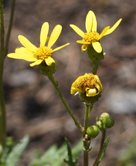 Senecio squalidus rupestris