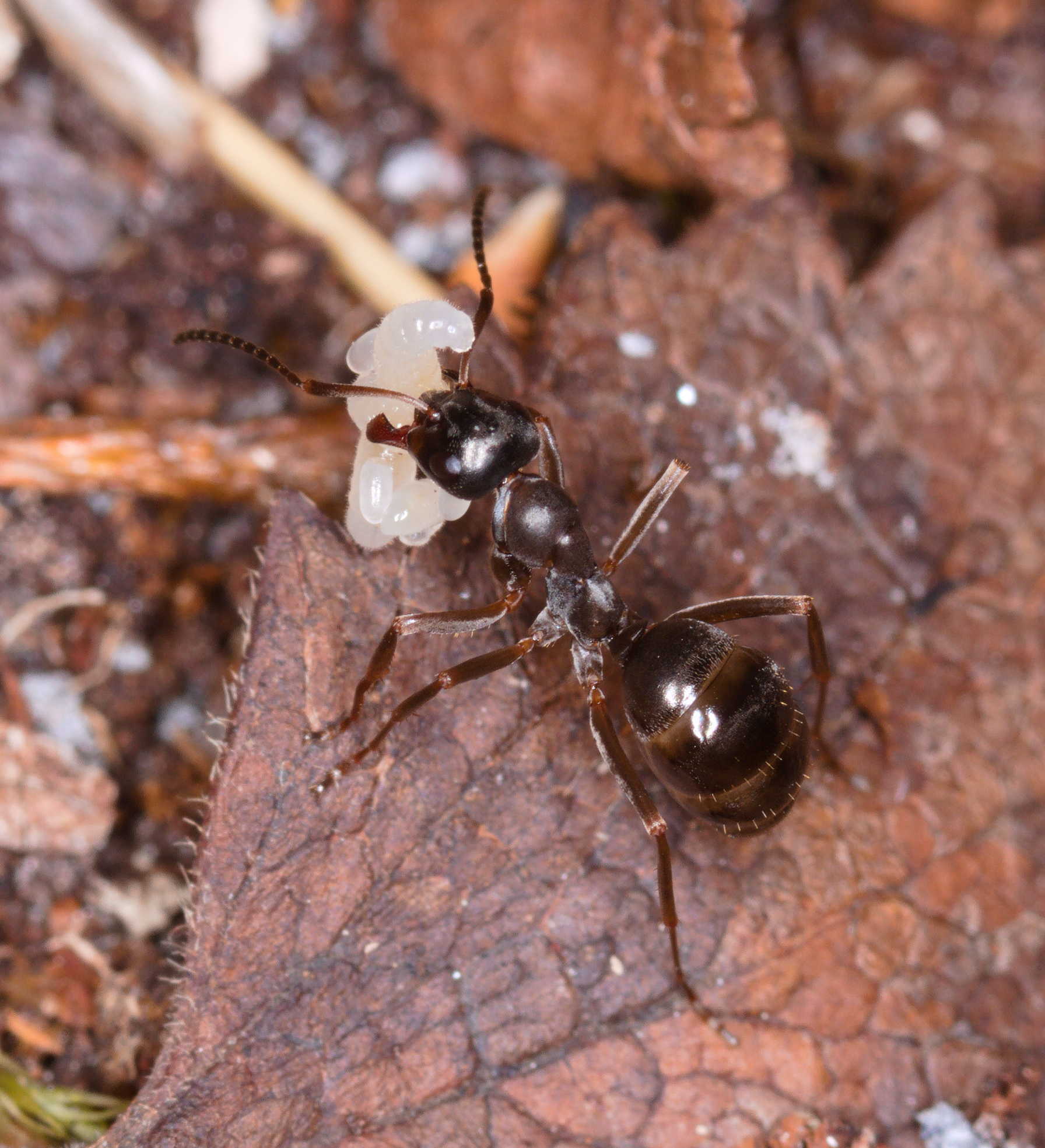Formica gagatoides