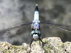 Orthetrum albistylum speciosum