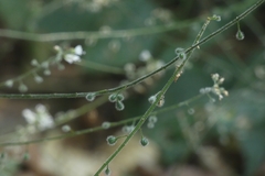 Circaea lutetiana