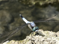 Orthetrum albistylum speciosum