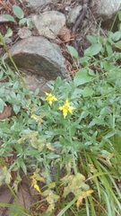 Genista germanica