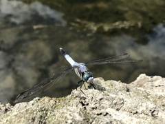 Orthetrum albistylum speciosum