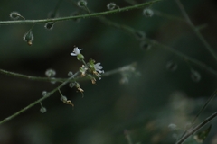 Circaea lutetiana