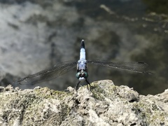 Orthetrum albistylum speciosum