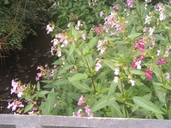 Impatiens glandulifera