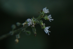 Circaea lutetiana