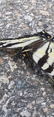 Papilio eurymedon