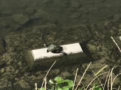 Trachemys scripta elegans