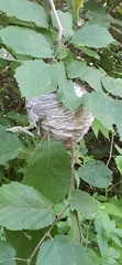Dolichovespula arenaria