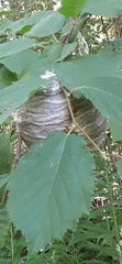 Dolichovespula arenaria