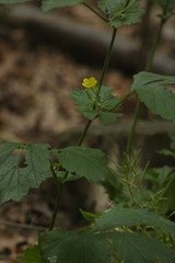 Geum urbanum
