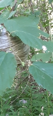 Dolichovespula arenaria