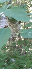 Dolichovespula arenaria