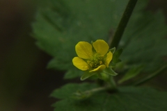 Geum urbanum