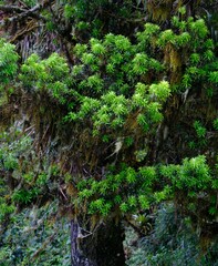 Podocarpus oleifolius