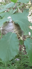 Dolichovespula arenaria