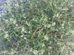 Persicaria angustifolia