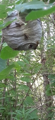 Dolichovespula arenaria