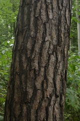 Pinaceae