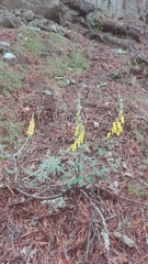 Cytisus nigricans
