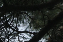 Pinaceae