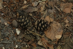 Pinaceae
