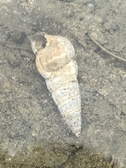 Cerithideopsis californica