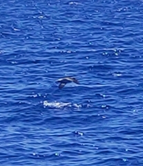 Calonectris diomedea