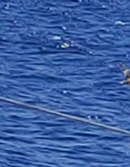 Calonectris diomedea