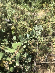 Lonicera subspicata denudata