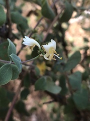 Lonicera subspicata denudata