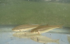 Semotilus atromaculatus