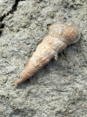Cerithideopsis californica