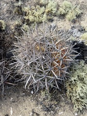 Ferocactus fordii borealis