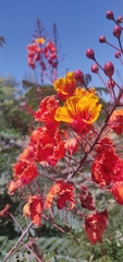 Caesalpinia pulcherrima