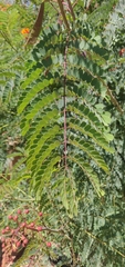 Caesalpinia pulcherrima