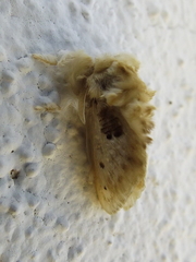 Megalopyge lapena lapena