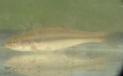 Semotilus atromaculatus