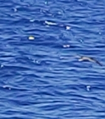 Calonectris diomedea