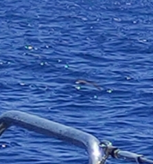 Calonectris diomedea