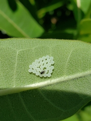 Insecta