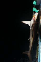Carcharhinus falciformis