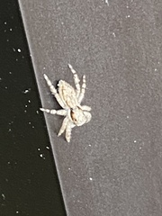 Menemerus bivittatus