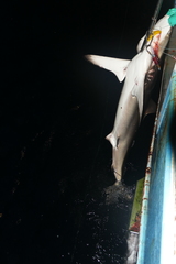 Carcharhinus falciformis