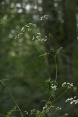 Scandiceae