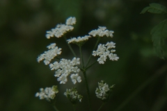 Scandiceae