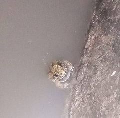 Tomopterna kachowskii