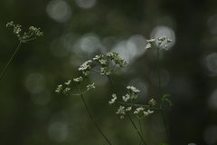 Scandiceae