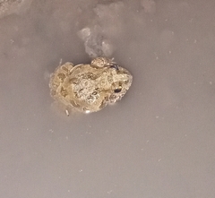 Tomopterna kachowskii